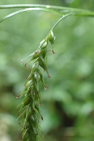 Carex sylvatica \ Wald-Segge / Wood Sedge, D G&uuml;nzburg 9.6.2016