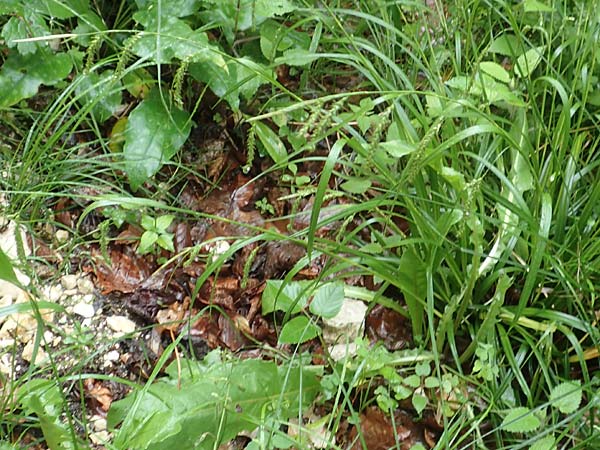 Carex sylvatica \ Wald-Segge / Wood Sedge, D G&uuml;nzburg 9.6.2016