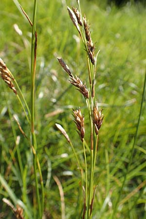 Carex sempervirens \ Horst-Segge, Immergr�ne Segge / Evergreen Sedge, D Pfronten 28.6.2016