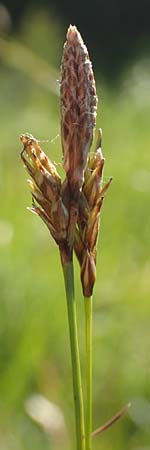 Carex sempervirens \ Horst-Segge, Immergr�ne Segge / Evergreen Sedge, D Pfronten 28.6.2016