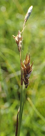 Carex sempervirens \ Horst-Segge, Immergr�ne Segge / Evergreen Sedge, D Pfronten 28.6.2016