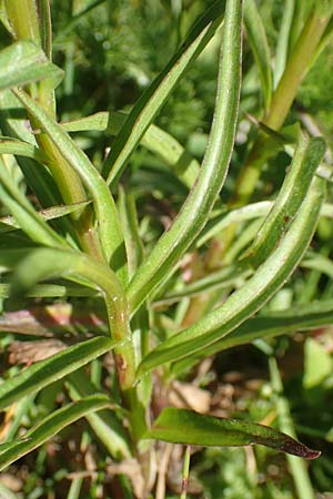 Campanula scheuchzeri \ Scheuchzers Glockenblume / Scheuchzer's Bellflower, D Schwarzwald/Black-Forest, Feldberg 10.7.2016
