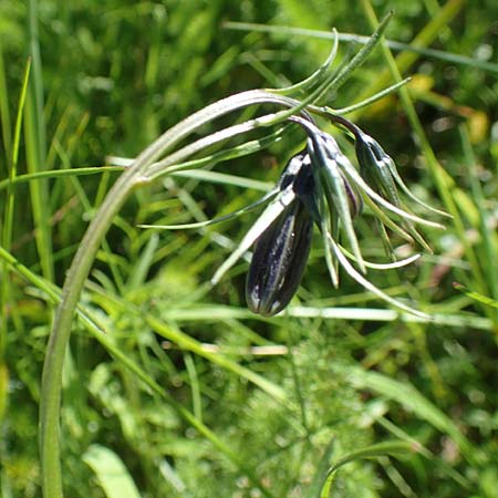 Campanula scheuchzeri \ Scheuchzers Glockenblume / Scheuchzer's Bellflower, D Schwarzwald/Black-Forest, Feldberg 10.7.2016