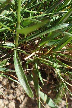 Campanula scheuchzeri \ Scheuchzers Glockenblume / Scheuchzer's Bellflower, D Schwarzwald/Black-Forest, Feldberg 10.7.2016