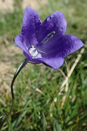 Campanula scheuchzeri \ Scheuchzers Glockenblume / Scheuchzer's Bellflower, D Schwarzwald/Black-Forest, Feldberg 10.7.2016