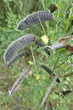 Cytisus scoparius \ Besen-Ginster / Scotch Broom, D Gro&szlig;wallstadt am Main 16.7.2016