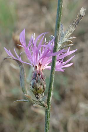 Centaurea australis, Kleink&ouml;pfige Flockenblume