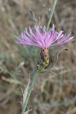 Centaurea australis \ Kleink�pfige Flockenblume / Southern Spotted Knapweed, D Lorsch 21.9.2016