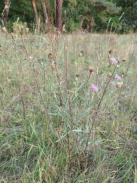 Centaurea australis \ Kleink�pfige Flockenblume / Southern Spotted Knapweed, D Lorsch 21.9.2016