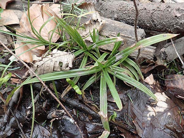 Carex strigosa \ D�nn�hrige Segge / Thin-Spiked Wood Sedge, D Heidelberg 17.3.2017
