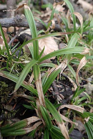 Carex strigosa \ D�nn�hrige Segge / Thin-Spiked Wood Sedge, D Heidelberg 17.3.2017