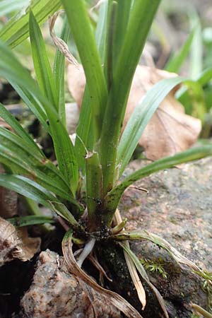 Carex strigosa \ D�nn�hrige Segge / Thin-Spiked Wood Sedge, D Heidelberg 17.3.2017