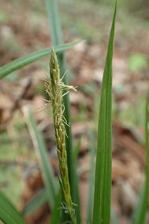 Carex sylvatica \ Wald-Segge / Wood Sedge, D Kleinwallstadt am Main 8.4.2017