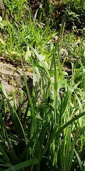 Carex strigosa \ D�nn�hrige Segge / Thin-Spiked Wood Sedge, D Heidelberg 29.4.2017