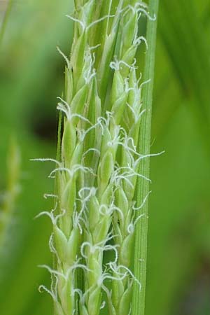 Carex strigosa \ D�nn�hrige Segge / Thin-Spiked Wood Sedge, D Heidelberg 29.4.2017