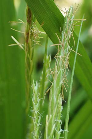 Carex strigosa \ D�nn�hrige Segge / Thin-Spiked Wood Sedge, D Heidelberg 29.4.2017