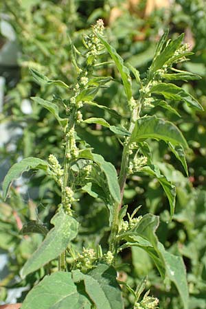 Chenopodium polyspermum \ Vielsamiger G�nsefu� / Many-Seeded Goosefoot, D Mannheim 25.6.2017