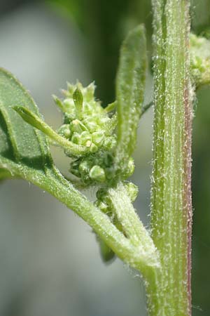 Chenopodium polyspermum \ Vielsamiger G�nsefu� / Many-Seeded Goosefoot, D Mannheim 25.6.2017