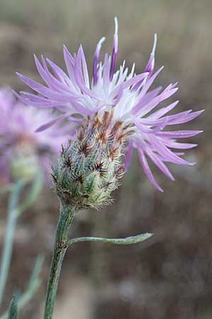 Centaurea australis \ Kleink�pfige Flockenblume / Southern Spotted Knapweed, D Seeheim an der Bergstra&szlig;e 7.7.2017