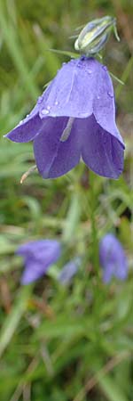 Campanula scheuchzeri \ Scheuchzers Glockenblume / Scheuchzer's Bellflower, D Schwarzwald/Black-Forest, Belchen 22.7.2017