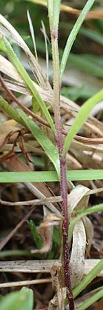 Campanula scheuchzeri \ Scheuchzers Glockenblume / Scheuchzer's Bellflower, D Schwarzwald/Black-Forest, Belchen 22.7.2017
