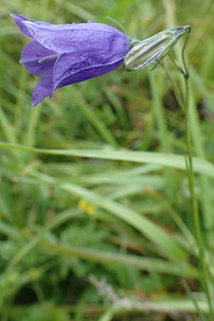 Campanula scheuchzeri \ Scheuchzers Glockenblume / Scheuchzer's Bellflower, D Schwarzwald/Black-Forest, Belchen 22.7.2017