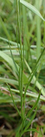 Campanula scheuchzeri \ Scheuchzers Glockenblume / Scheuchzer's Bellflower, D Schwarzwald/Black-Forest, Belchen 22.7.2017