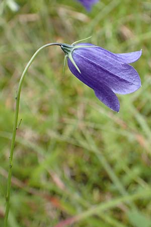 Campanula scheuchzeri \ Scheuchzers Glockenblume / Scheuchzer's Bellflower, D Schwarzwald/Black-Forest, Belchen 22.7.2017