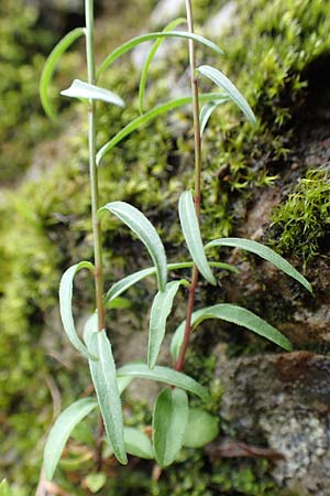 Campanula scheuchzeri \ Scheuchzers Glockenblume / Scheuchzer's Bellflower, D Schwarzwald/Black-Forest, Belchen 22.7.2017