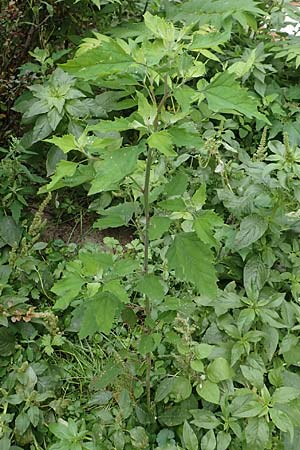 Chenopodium strictum \ Streifen-G�nsefu� / Striped Goosefoot, Lateflowering Goosefoot, D Mannheim 17.9.2017