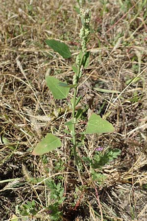 Chenopodium strictum \ Streifen-G�nsefu� / Striped Goosefoot, Lateflowering Goosefoot, D Mannheim 17.9.2017