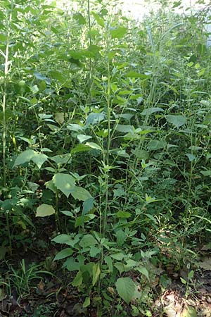 Chenopodium strictum \ Streifen-G�nsefu� / Striped Goosefoot, Lateflowering Goosefoot, D Mannheim 17.9.2017