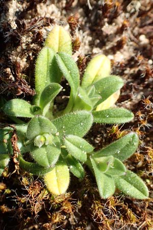 Cerastium semidecandrum \ Sand-Hornkraut / Little Mouse-Ear, D Schwetzingen 25.3.2018
