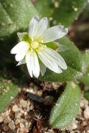 Cerastium semidecandrum \ Sand-Hornkraut / Little Mouse-Ear, D Schwetzingen 25.3.2018