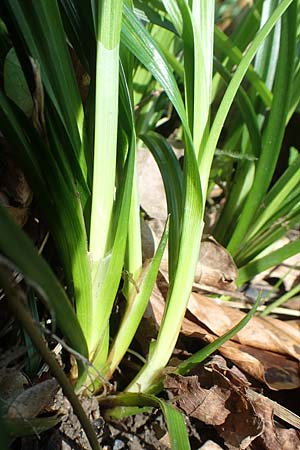 Carex sylvatica \ Wald-Segge / Wood Sedge, D Bensheim 7.4.2018