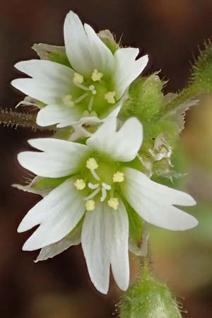 Cerastium semidecandrum \ Sand-Hornkraut / Little Mouse-Ear, D Schwetzingen 9.4.2018