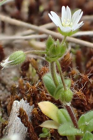 Cerastium semidecandrum, Sand-Hornkraut