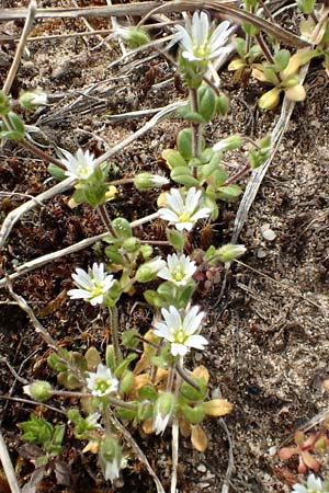 Cerastium semidecandrum \ Sand-Hornkraut / Little Mouse-Ear, D Schwetzingen 9.4.2018