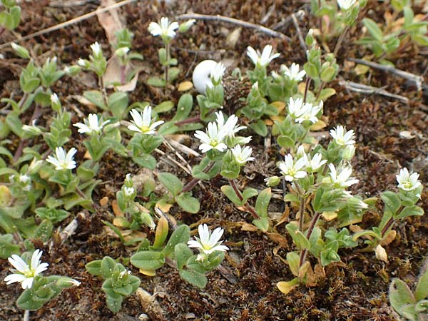 Cerastium semidecandrum \ Sand-Hornkraut / Little Mouse-Ear, D Schwetzingen 9.4.2018