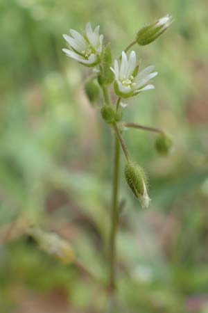 Cerastium semidecandrum \ Sand-Hornkraut / Little Mouse-Ear, D Br&uuml;hl bei/near Mannheim 12.4.2018