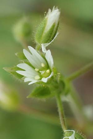 Cerastium semidecandrum \ Sand-Hornkraut / Little Mouse-Ear, D Br&uuml;hl bei/near Mannheim 12.4.2018