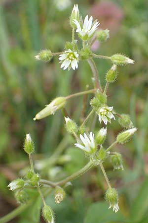 Cerastium semidecandrum \ Sand-Hornkraut / Little Mouse-Ear, D Br&uuml;hl bei/near Mannheim 12.4.2018