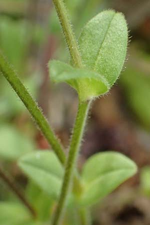 Cerastium semidecandrum \ Sand-Hornkraut / Little Mouse-Ear, D Br&uuml;hl bei/near Mannheim 12.4.2018