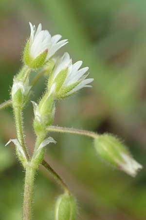 Cerastium semidecandrum \ Sand-Hornkraut / Little Mouse-Ear, D Br&uuml;hl bei/near Mannheim 12.4.2018