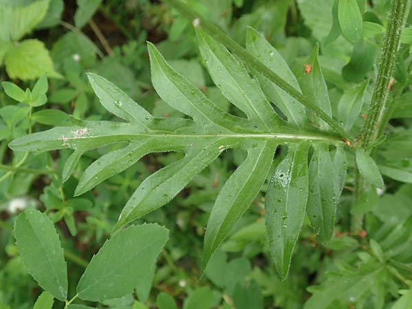Centaurea scabiosa \ Skabiosen-Flockenblume / Greater Knapweed, D K&ouml;ln-Z&uuml;ndorf 23.5.2018