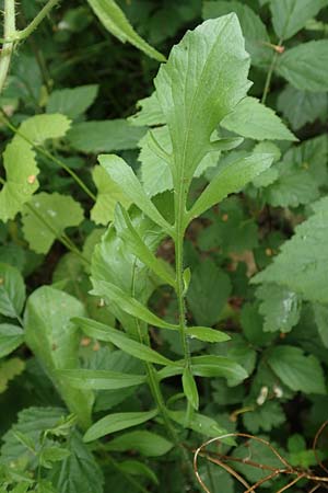 Centaurea scabiosa \ Skabiosen-Flockenblume / Greater Knapweed, D K&ouml;ln-Z&uuml;ndorf 23.5.2018