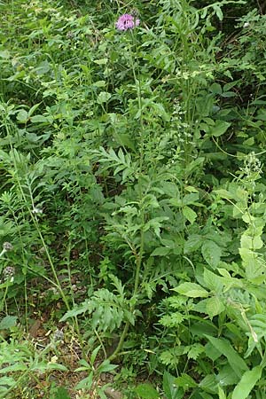 Centaurea scabiosa \ Skabiosen-Flockenblume / Greater Knapweed, D K&ouml;ln-Z&uuml;ndorf 23.5.2018