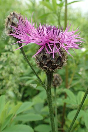 Centaurea scabiosa \ Skabiosen-Flockenblume / Greater Knapweed, D K&ouml;ln-Z&uuml;ndorf 23.5.2018