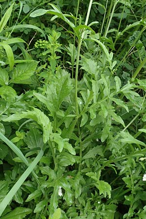 Centaurea scabiosa \ Skabiosen-Flockenblume / Greater Knapweed, D K&ouml;ln-Z&uuml;ndorf 23.5.2018