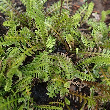 Cotula squalida \ Farn-Fiederpolster, Braunes Fiederpolster / Common Brassbuttons, D Bochum 14.6.2018